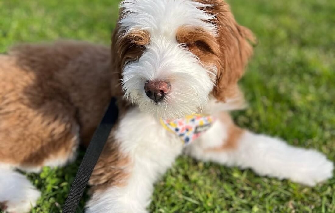 Looking after a Bernedoodle coat