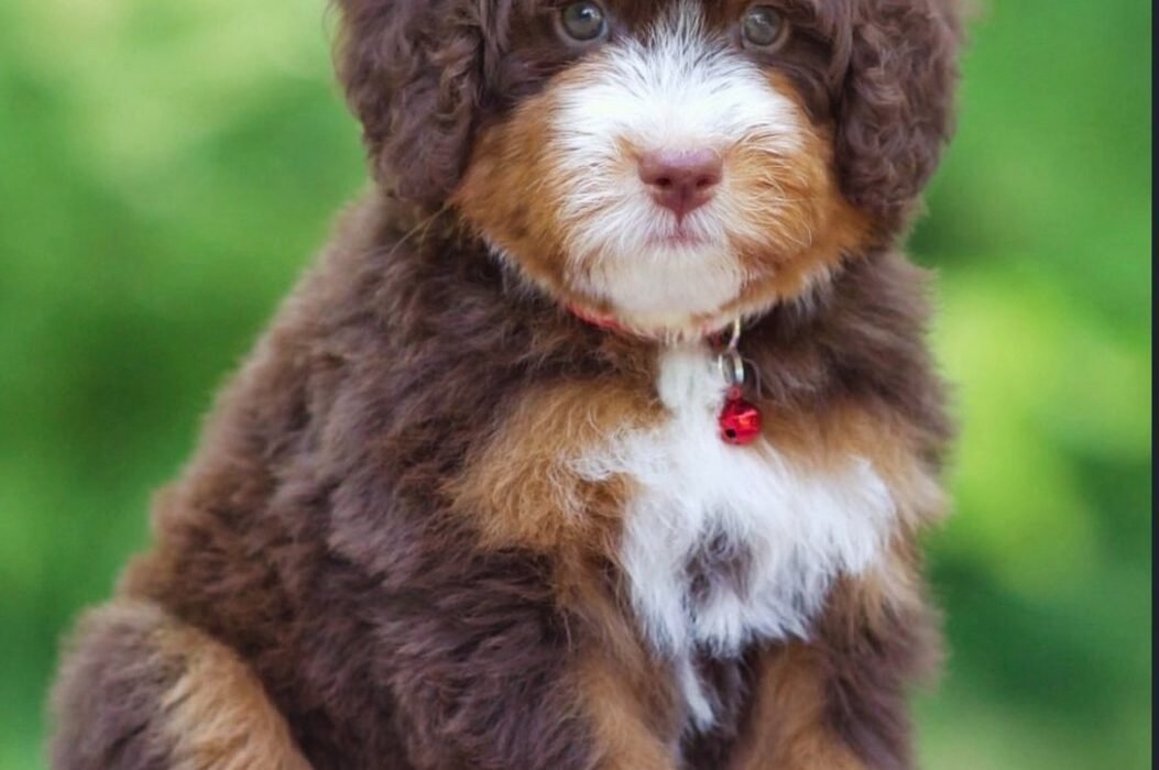 A Bernedoodle puppy