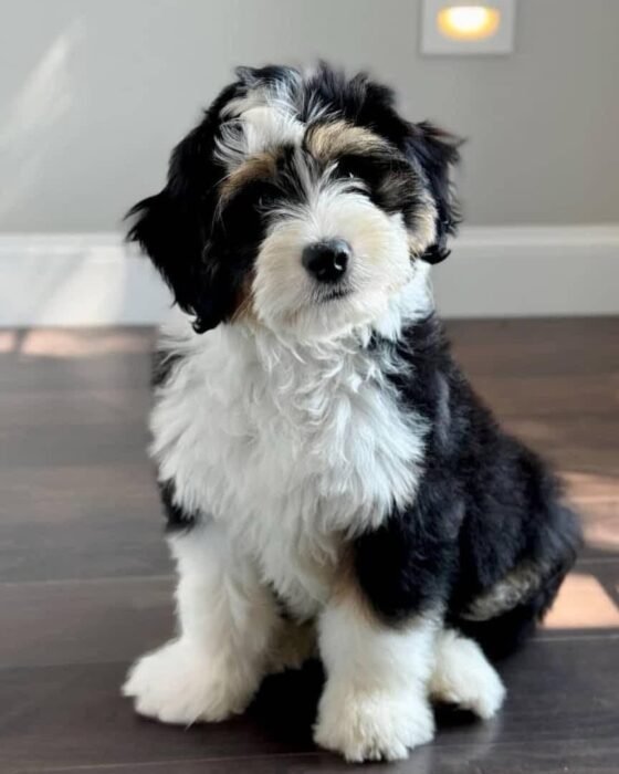 Oreo