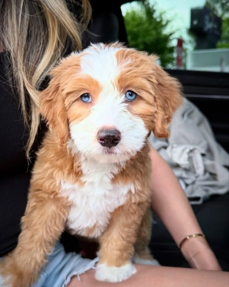 Rosie