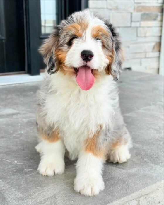 Teddy