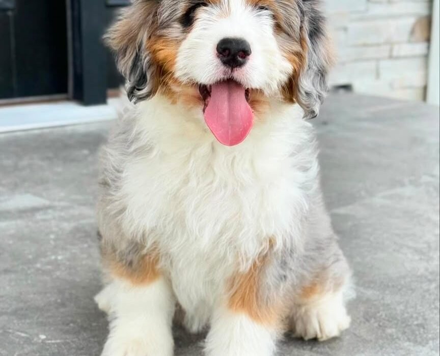 Why we raise our puppies underfoot